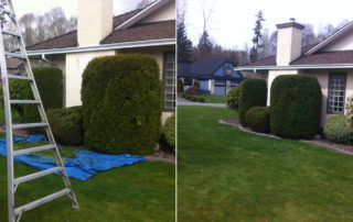 House Hedge Trimming