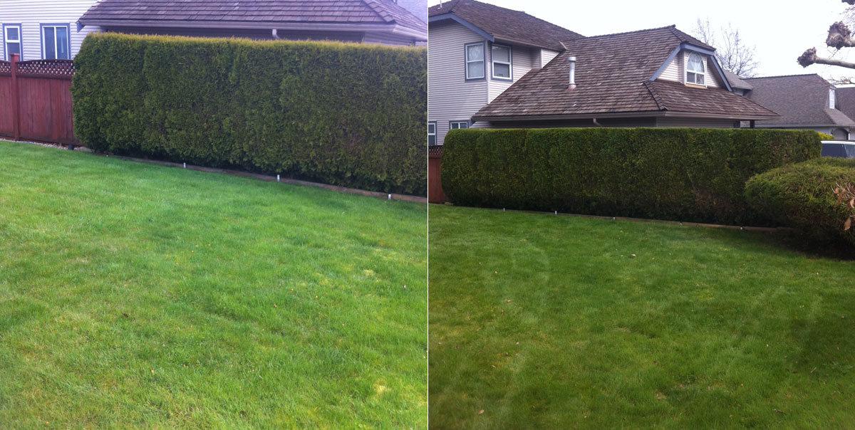 House Hedge Trimming