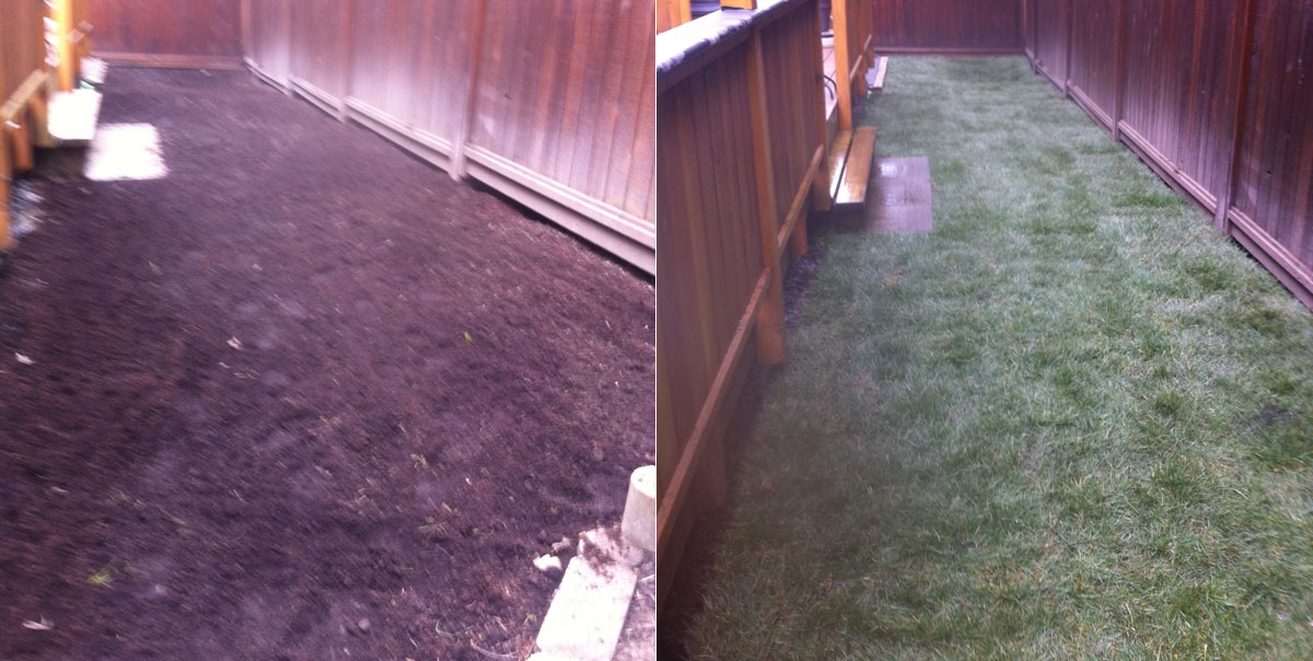 Lawn Renovation