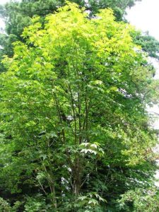 Bigleaf Maple Trees East Lang Landscaping Fraser Valley Trees