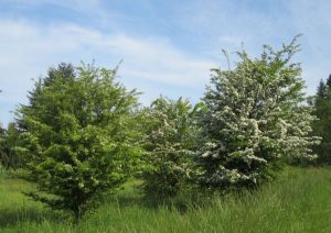 Black Hawthorn East Lang Landscaping Fraser Valley Trees