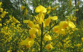 Scotch Broom Invasive Plant East Lang Landscaping