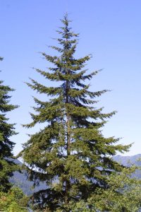 Douglas Fir Trees East Lang Landscaping Fraser Valley Trees