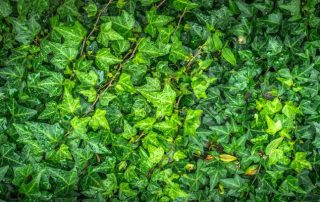 English Ivy Invasive Plant East Lang Landscaping