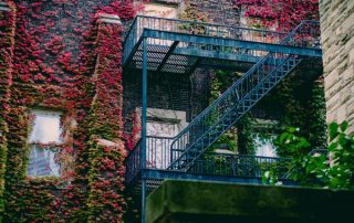 English Ivy Will Grow Into Side of Buildings Major Damage if Removed