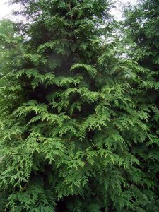 Red Cedar Trees East Lang Landscaping Fraser ValleyT rees