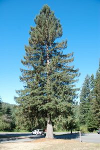 Sitka Spruce Trees East Lang Landscaping Fraser Valley Trees