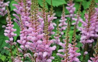 Knotweed Purple Flower Invasive Plant East Lang Landscaping